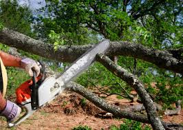 Best Tree Maintenance Programs  in Orangeburg, NY