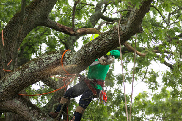 Best Lawn Maintenance Plans  in Orangeburg, NY