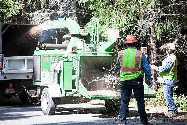 How Our Tree Care Process Works  in  Orangeburg, NY