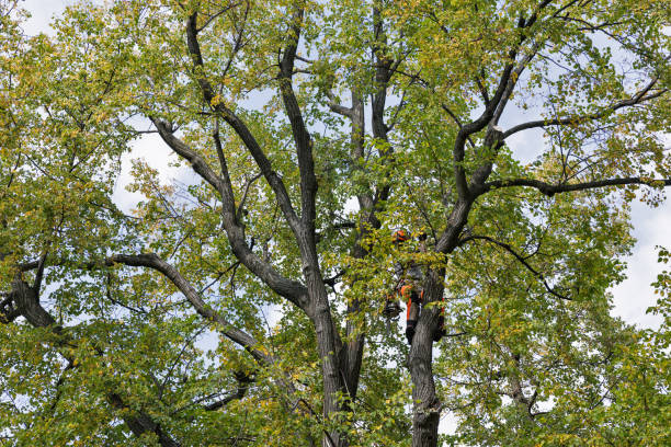Orangeburg, NY Tree Care Company